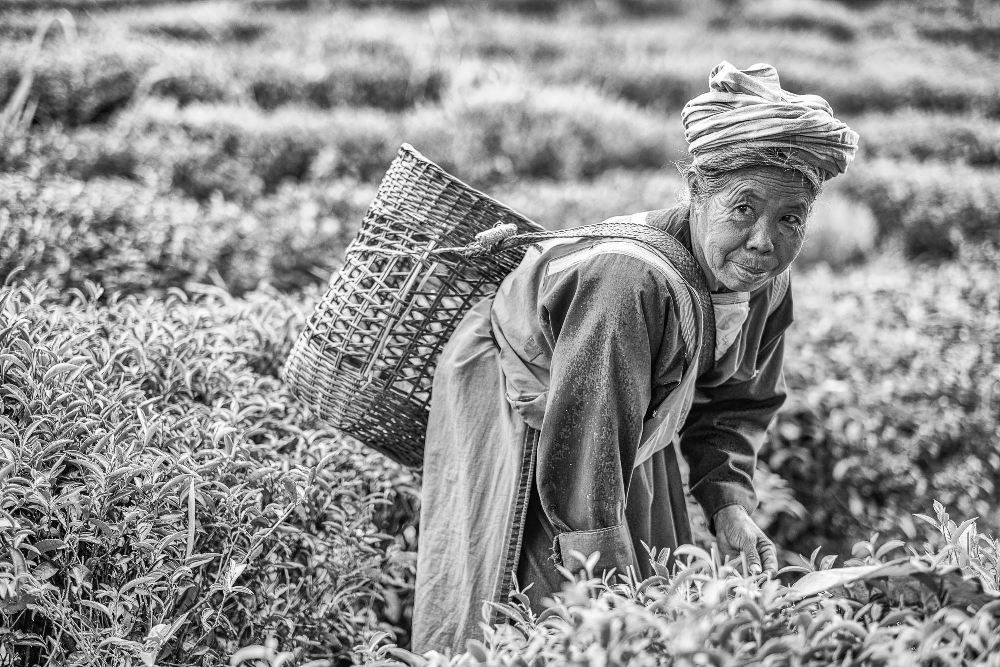 Thailand Reportage documentary photography photographer travel tea