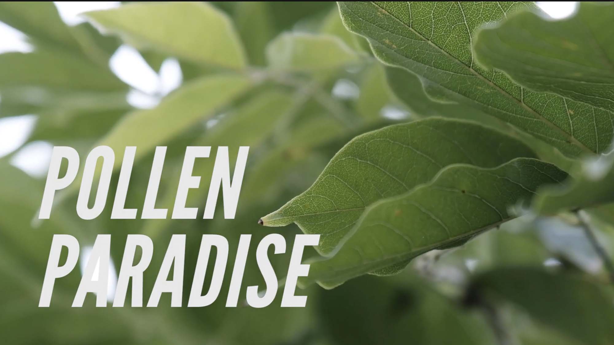 Screenshot Pollen paradise wildlife nature video production company in singapore coco creative studio
