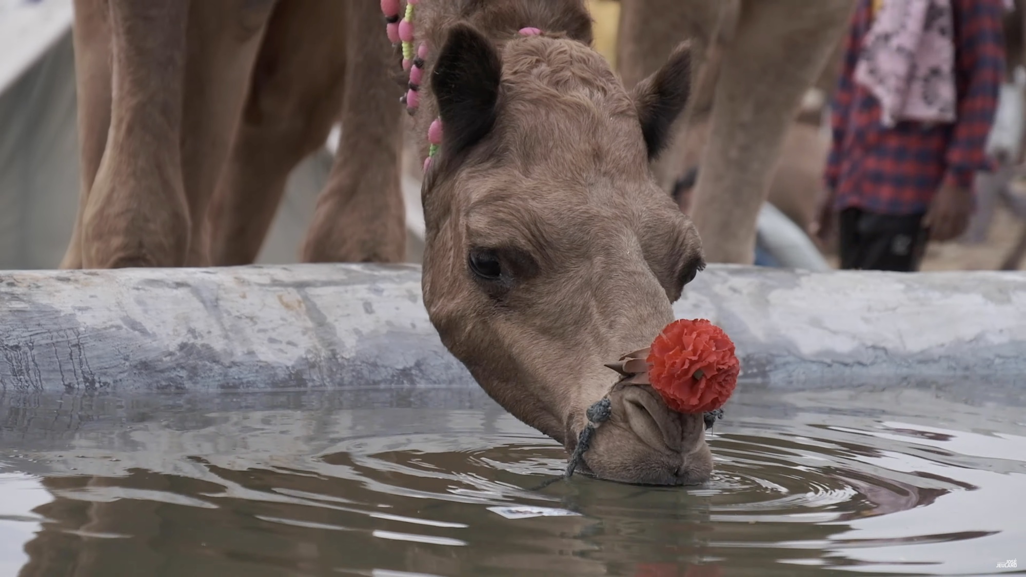 Pushkar camel documentary video thumbnail