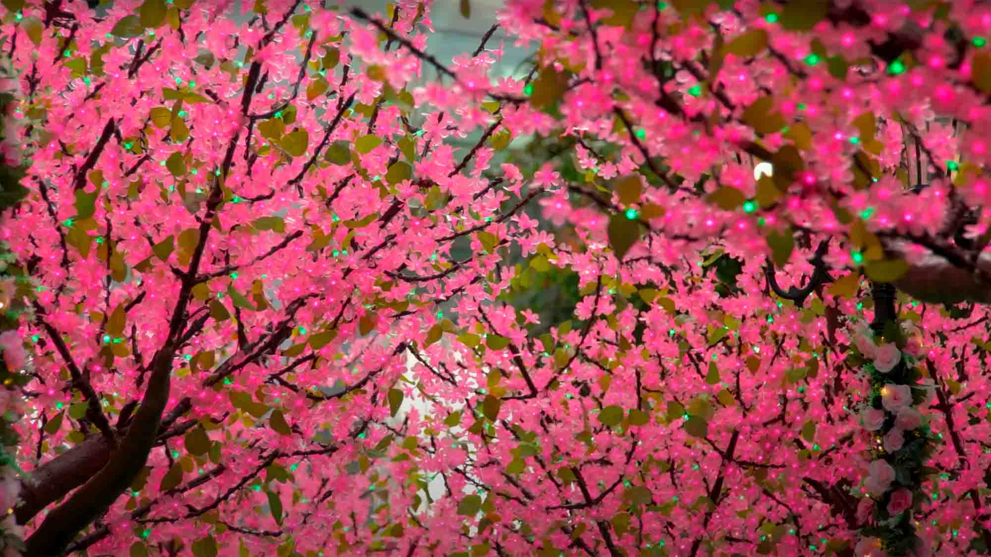 Sakura trees for the Chinese New Year - shot by COCO Creative Studio