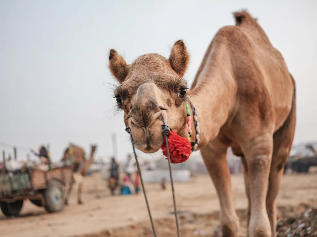 singapore-photography-video-portfolio-coco-studio-documentary-national-geographic-culture-travel-image-019